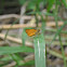 Hesperiidae ~ Skippers