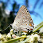 Eurytulus Scrub-Hairstreak.