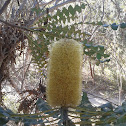 bull banksia
