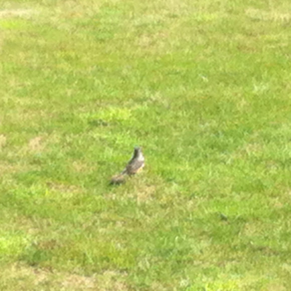 Spotting Image 1