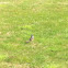 Northern Mockingbird