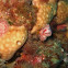 serpulid tubeworm