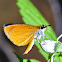 Least Skipper