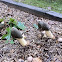 Ravenel's Stinkhorn