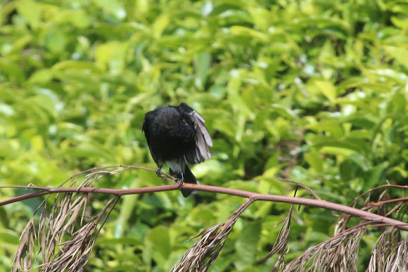 Spotting Image 1