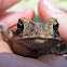 Gulf Coast Toad