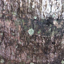 Lichen.