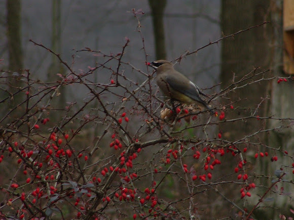 Spotting Image 1