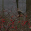 Cedar Waxwing