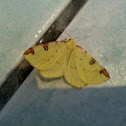 Brimstone Moth