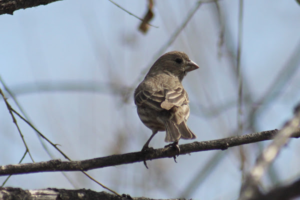 House Finch | Project Noah