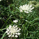 Queen Victoria's lace