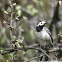 White Wagtail, Västäräkki