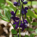 Dwarf Larkspur