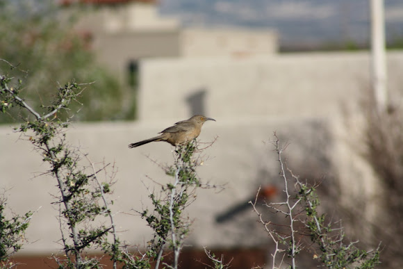 Spotting Image 1