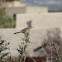 Curve-billed Thrasher