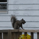 Eastern Grey Squirrel
