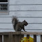 Eastern Grey Squirrel