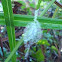 Argiope Spider
