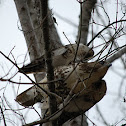 Red-tailed Hawk