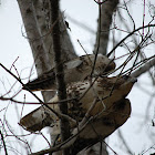 Red-tailed Hawk