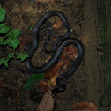 Black Rat Snake