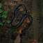 Black Rat Snake