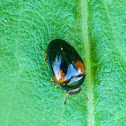 Pleasing fungus beetle