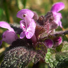 Purple Archangel