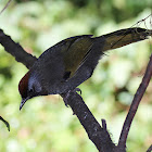 Chestnut-crowned Laughingthrush