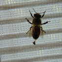 Abeja
