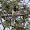 White-tailed jay