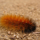 Virginia tiger moth