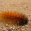Virginia tiger moth