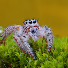 please give me.... by Indra Noviardi - Animals Insects & Spiders
