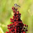 Robber Fly
