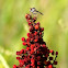 Robber Fly