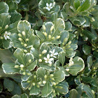 Variegated Japanese Mock Orange