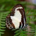 Small green-banded blue Butterfly