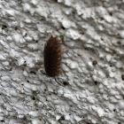 woodlice