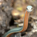 Whipsnake