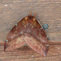 IO Moth