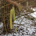 Hazel Catkins