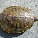 Red-eared Slider (Female)