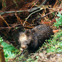 Common Wombat