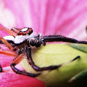 Two-striped Jumper