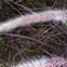 Purple Fountain Grass