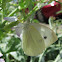 Small White