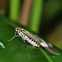 Nyctemera Tiger Moth
