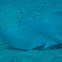 Southern Stingray